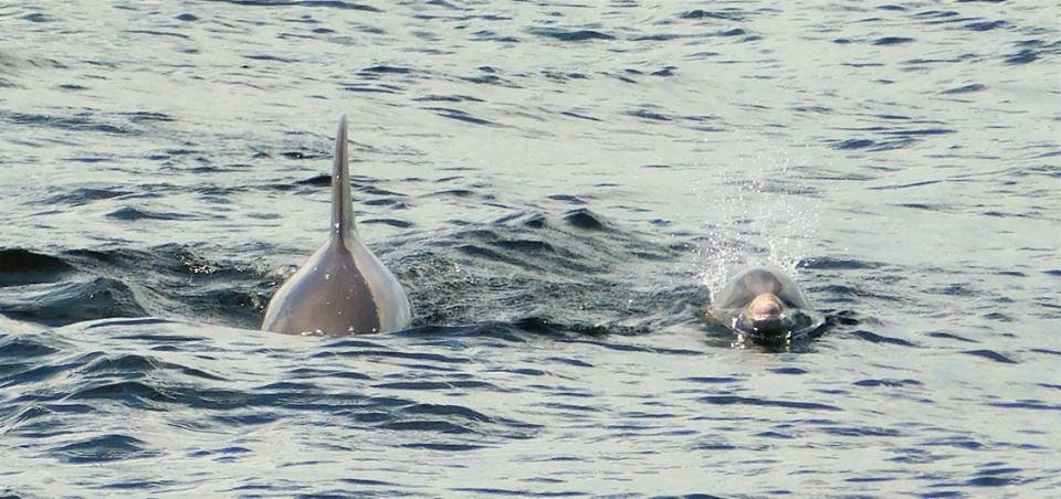 Panama City Beach Dolphin Tours